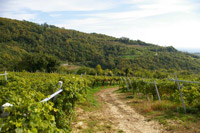 Vitigni della Valpolicella